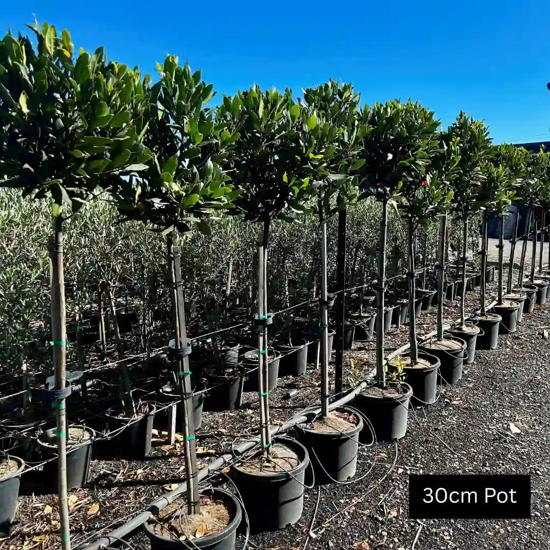 Laurus nobilis – bay tree standard evergreen topiary tree with aromatic foliage, ideal for feature pots, entrances and formal garden structure.