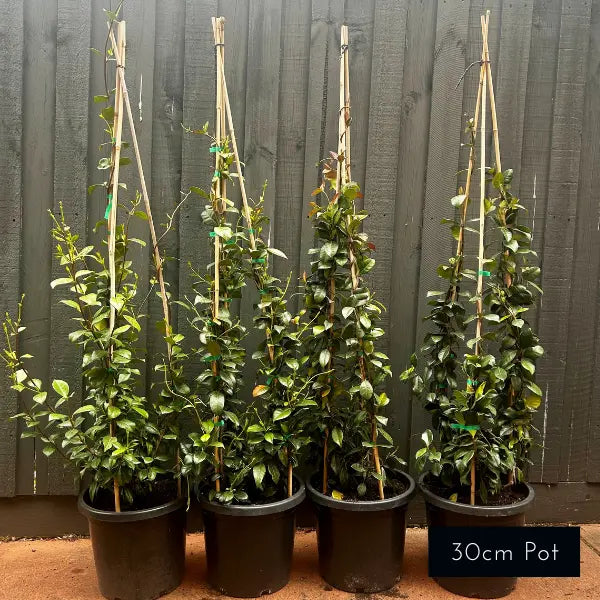 Chinese Star Jasmine (Trachelospermum jasminoides), popular evergreen climbing plant with glossy green foliage and highly fragrant white flowers, ideal for walls, fences, and pergolas.