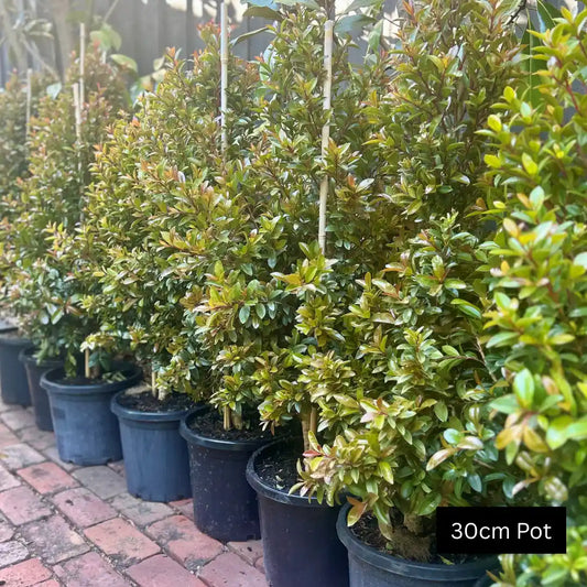 Syzygium australe Straight and Narrow lilly pilly – tall, slim evergreen hedge perfect for tight spaces and narrow garden beds.