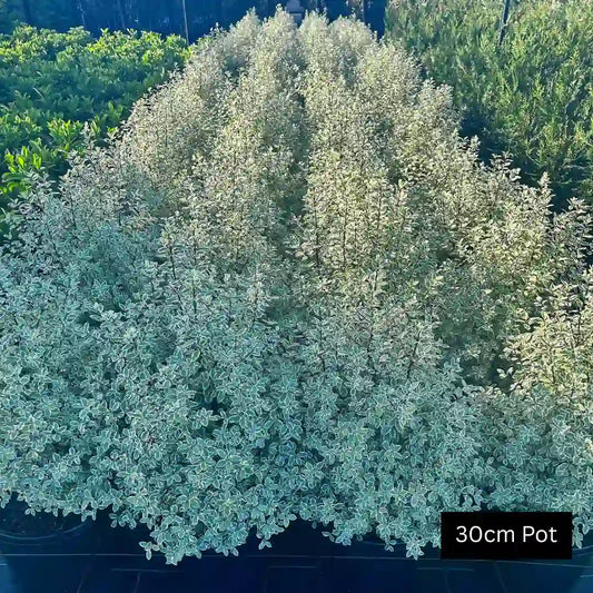 Snow Leopard pittosporum (Pittosporum tenuifolium ‘Snow Leopard’) evergreen variegated screening plant ideal for hedging and privacy