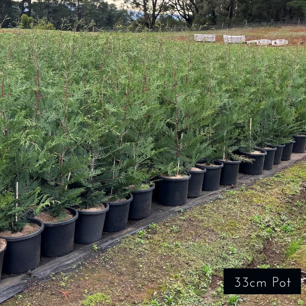 BetterGreen Cypress 'Madeline'