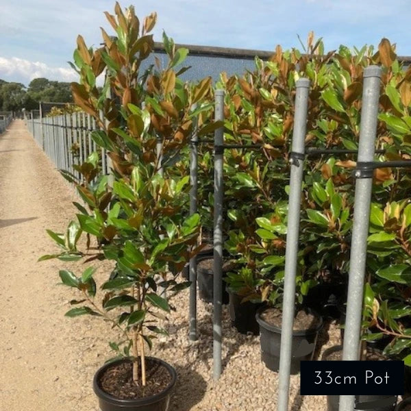 Little Gem Magnolia Grandiflora