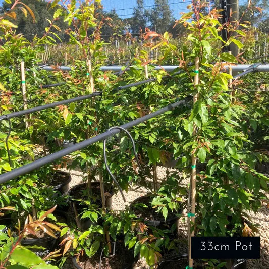 Weeping Lilly Pilly Waterhousia Floribunda