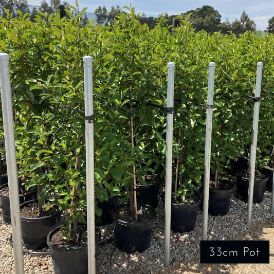 White Caviar Magnolia Michelia Yunnanensis