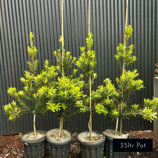 Tristaniopsis laurina ‘Lime Spire’ Water Gum — upright evergreen native with blue-toned leaves and bright green new growth, perfect for privacy hedges or feature planting.