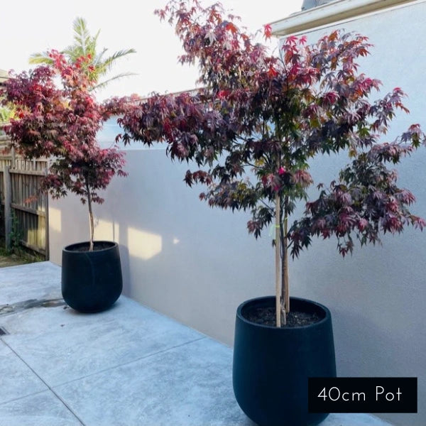 Atropurpureum Upright