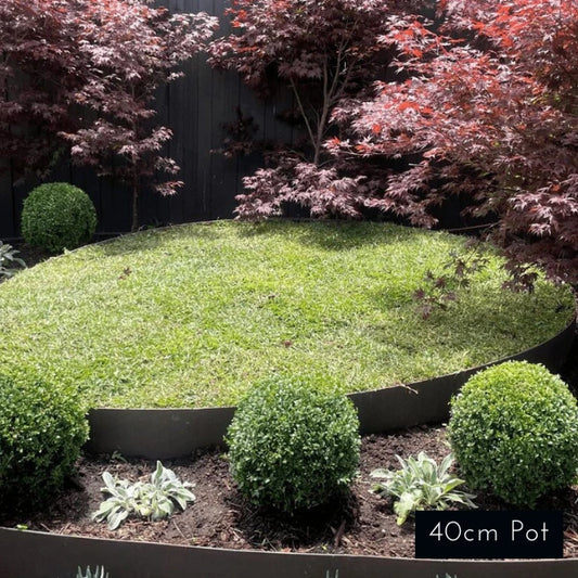 English Box Topiary Ball Buxus Sempervirens