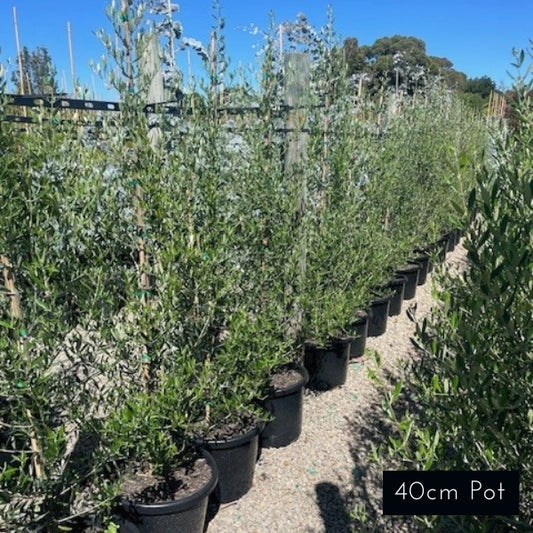 Bambalina Olive Olea Europaea