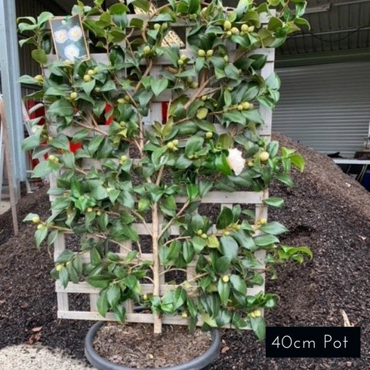 Camellia Japonica Espalier