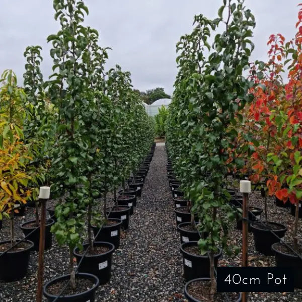 Capital Pear Pyrus Calleryana