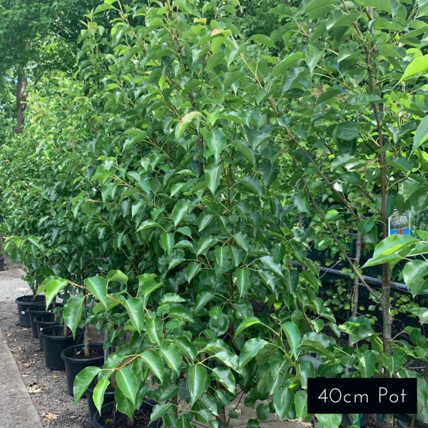 Chanticleer Pear Pyrus Calleryana
