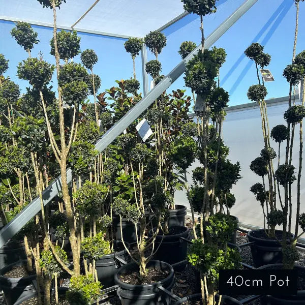 Topiary Cloud
