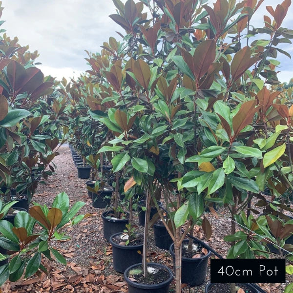 Coolwyn Gloss Magnolia Grandiflora