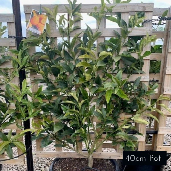 Espalier Orange