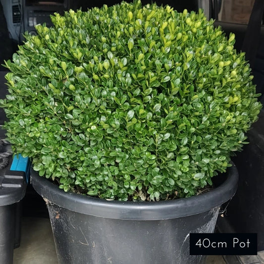 Dutch Box Topiary Ball Buxus Sempervirens Suffruticosa