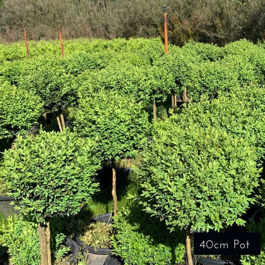 English Box Buxus Sempervirens Standards