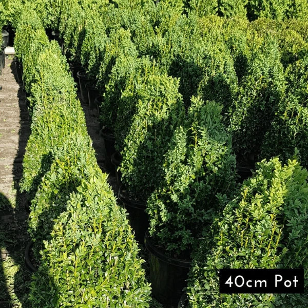 English Box Topiary Cone