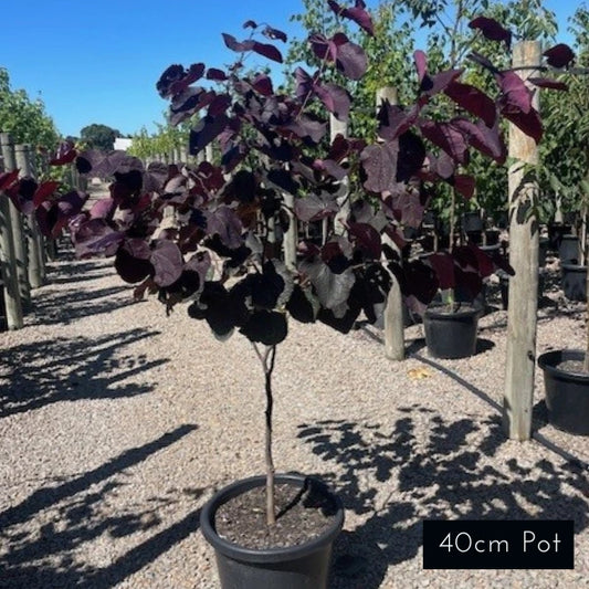 Forest Pansy Cercis Canadensis