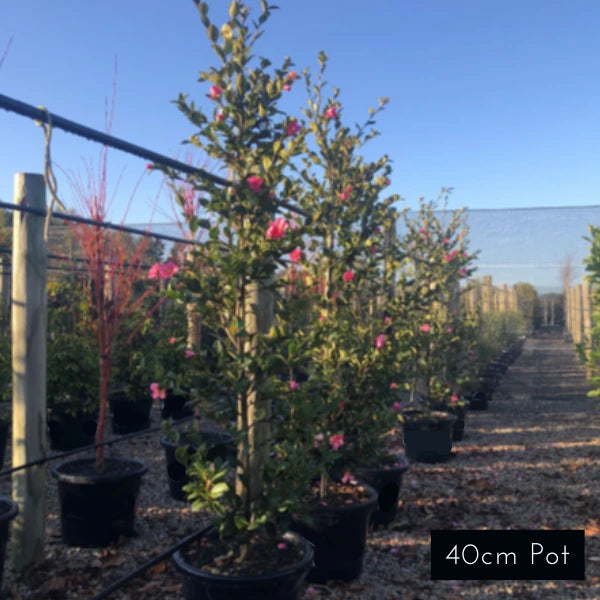 Camellia Sasanqua Hiryu