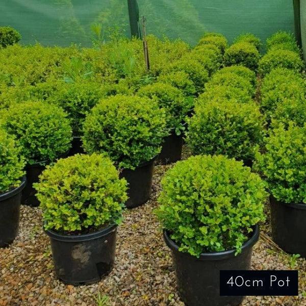 Japanese Box Topiary Balls Microphylia Japonica