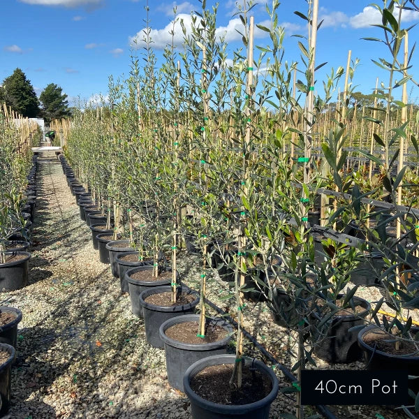 Kalamata Olive Olea Europaea