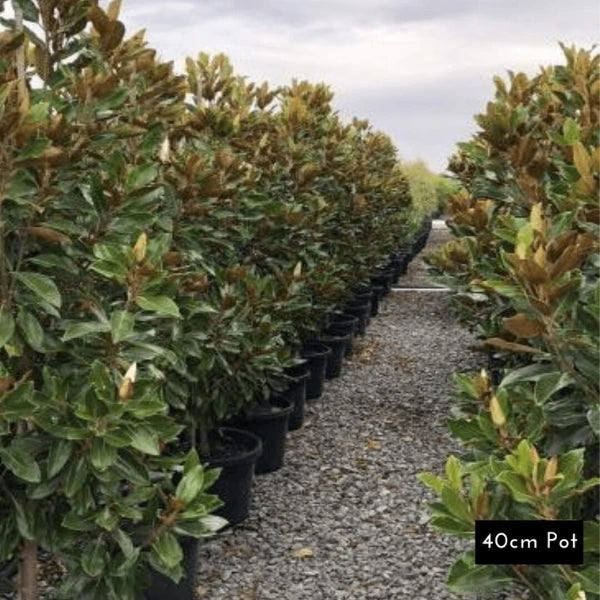 Little Gem Magnolia Grandiflora