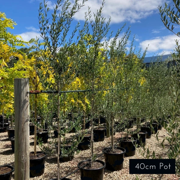 Manzanillo Olive Olea Europaea