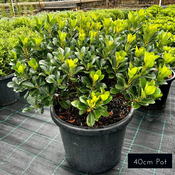 Oriental Pearl Rhaphiolepsis Indica