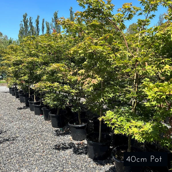 Acer Palmatum Osakazuki