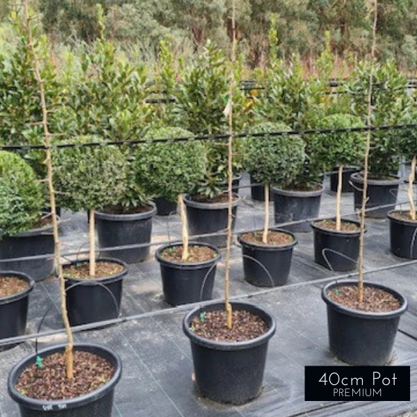 English Box Buxus Sempervirens Standards