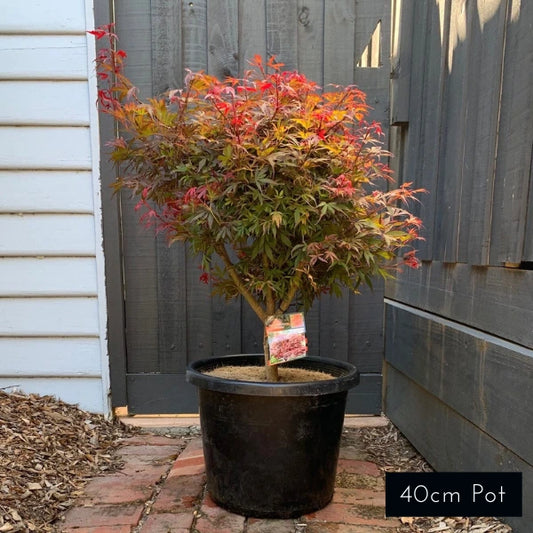 Acer Palmatum Shaina
