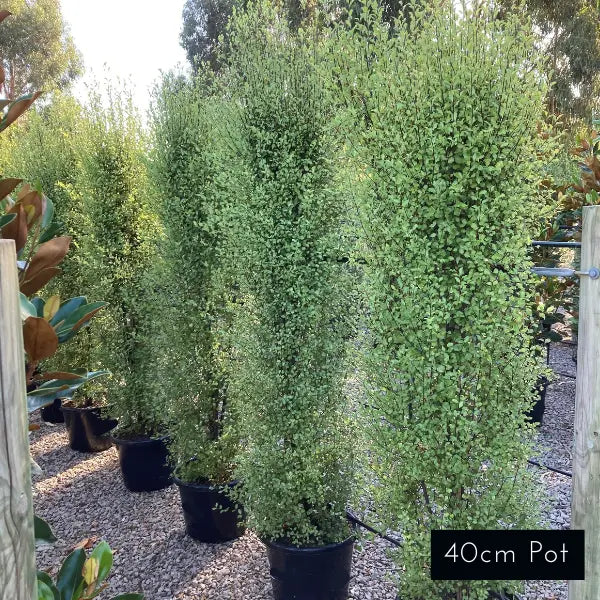 Silver Sheen Pittosporum Tenuifolium