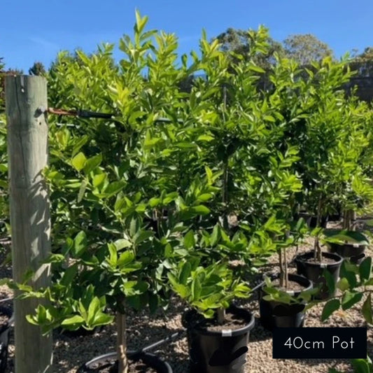 Tahitian Lime Citrus