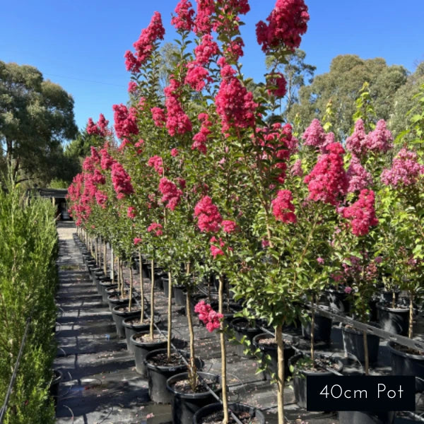 Tuscarora Crepe Myrtle Largerstoemia Indica