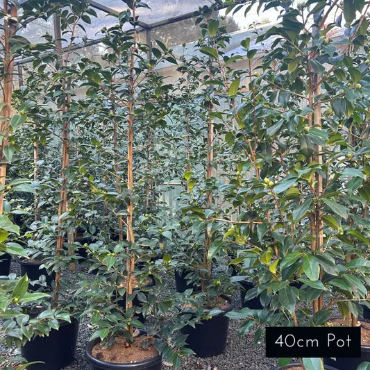 Camellia Japonica Brushfields Yellow