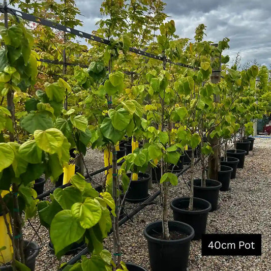 Lime green heart shaped leaves, Cercis Avondale is a small growing specimen tree, ideal for layered garden designs and planter pots.