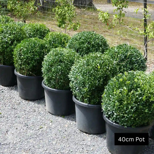 40cm english box topiary balls for garden and planter pots.