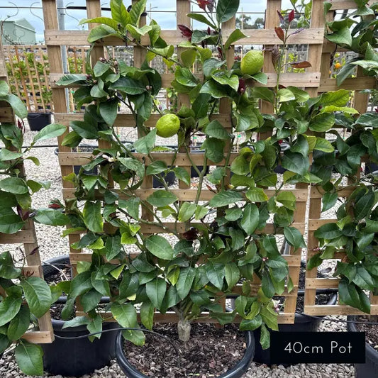 Eureka Lemon Espalier – evergreen citrus tree trained flat with glossy foliage and abundant lemons, perfect for screening and narrow spaces