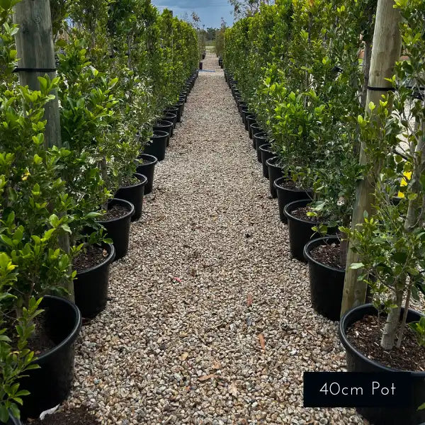 Ficus flash, Melbourne's most popular evergreen screening and hedging plants. Lush evergreen foliage.