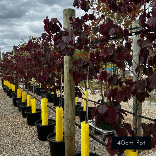 Striking rich burgundy red foliage, Cercis Forest Pansy creates striking contrasting feature specimen tree in formal and contemporary garden designs.