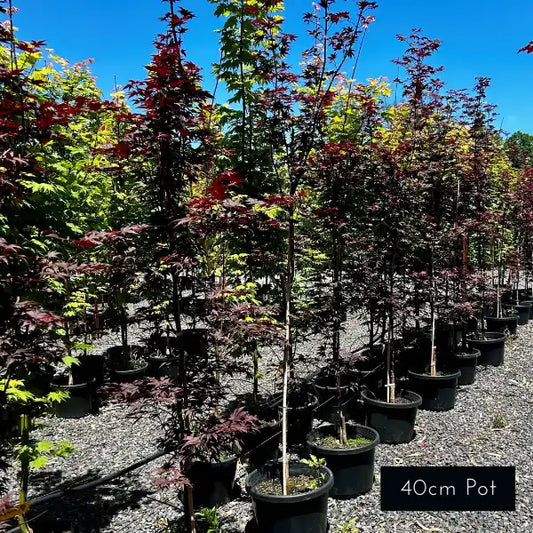 Highly sort after Japanese Maple Acer Palmatum Bloodgood, upright red foliage maple.