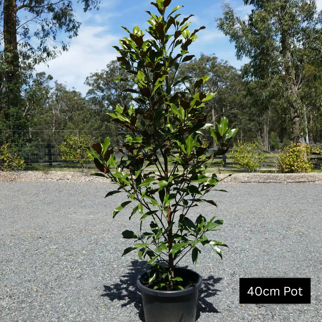 40cm Kay parris evergreen magnolia plants