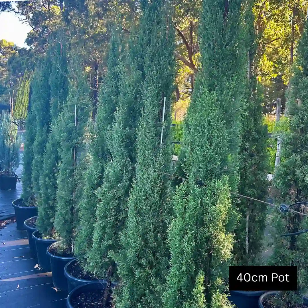 Italian Pencil Pine (Cupressus sempervirens ‘Glauca’) tall narrow evergreen conifer with blue green foliage and upright form ideal for screening, feature planting or formal gardens.