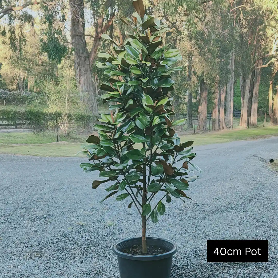 Premium teddy bear magnolias for evergreen screening, hedging and privacy.