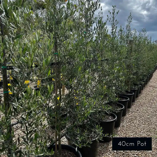 By far the best olive variety for creating screening and hedging, Tolley Upright olives are hardy and fast growing.