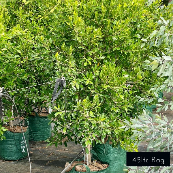 Ficus Microcarpa Hillii