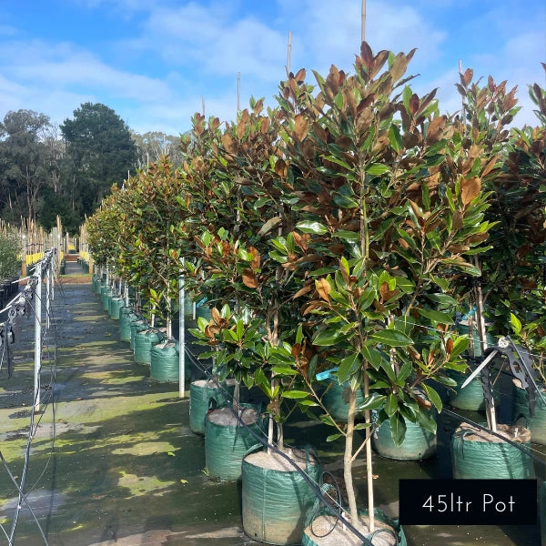 Little Gem Magnolia Grandiflora