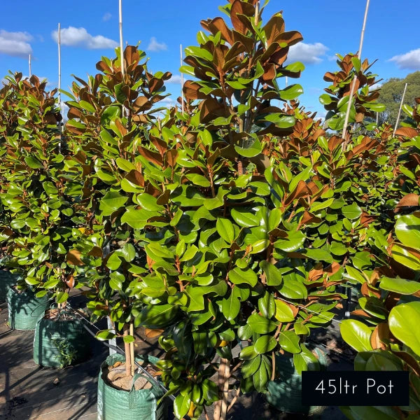 Teddy Bear Magnolia Grandiflora