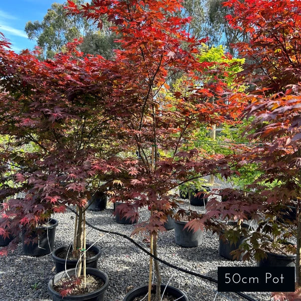 Atropurpureum Upright