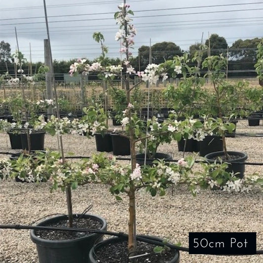 Tiered Fruit Cordons